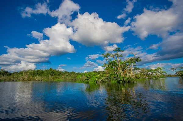 Árboles acuáticos encontrados en zonas de mareas tropicales y subtropicales, Parque Nacional Reserva Natural Cuyabeno, en Ecuador, en un día soleado — Foto de Stock