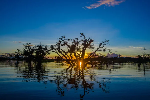Árvores silhuetas contra um céu laranja ao pôr-do-sol sobre Laguna Grande no Parque Nacional da Reserva de Vida Selvagem de Cuyabeno, no Equador — Fotografia de Stock