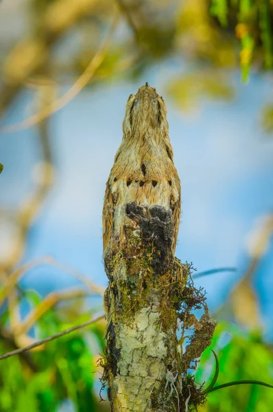 Barnslig fantastiska tandnattskärra av Nyctibius grandis fågel, i Cuyabeno Wildlife Reserve, Amazonas, Ecuador — Stockfoto