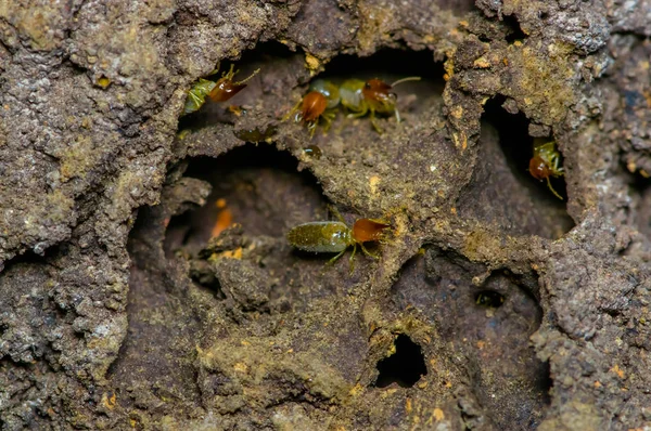 Termites insects in colony over wood inside of the amazon rainforest in Cuyabeno National Park, in Ecuador — Stock Photo, Image