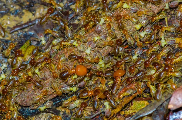 Insectos termitas en colonia sobre madera dentro de la selva amazónica en el Parque Nacional Cuyabeno, en Ecuador — Foto de Stock