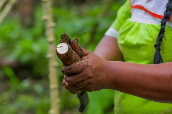 Schneiden einer Wurzel der Yucca-Pflanze, im Amazonaswald in Cuyabeno, Ecuador — Stockfoto