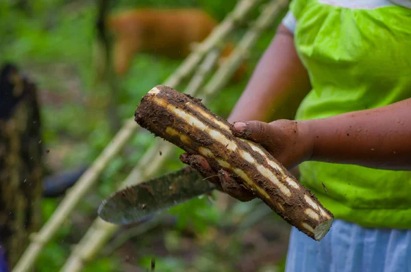 Coupe d'une racine de yucca, à l'intérieur de la forêt amazonienne à Cuyabeno, Équateur — Photo