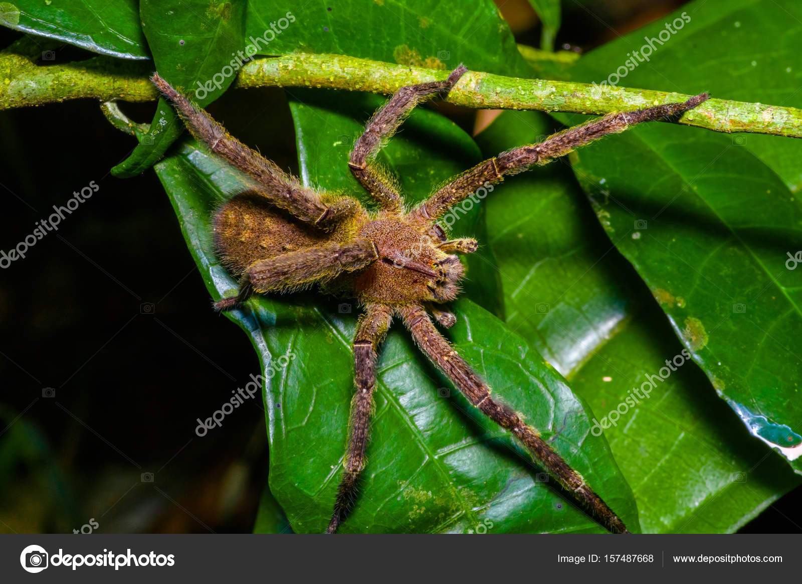 Amazon Rainforest Spiders