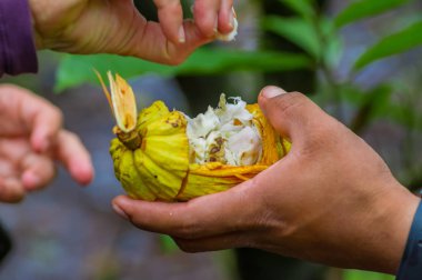 Close up of fresh Cocoa fruit in farmers hands. Organic cacao fruit - healthy food. Cut of raw cocoa inside of the amazon rainforest in Cuyabeno National Park in Ecuador clipart