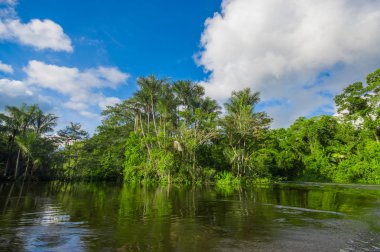Cuyabeno Wildlife Reserve Milli Parkı'nda, Güney Amerika Ekvador amazon yağmur ormanları içinde Cuyabeno Nehri'nde yoğun bitki örtüsü