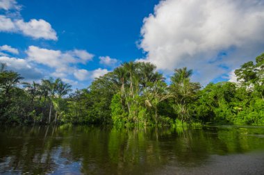 Cuyabeno Wildlife Reserve Milli Parkı'nda, Güney Amerika Ekvador amazon yağmur ormanları içinde Cuyabeno Nehri'nde yoğun bitki örtüsü