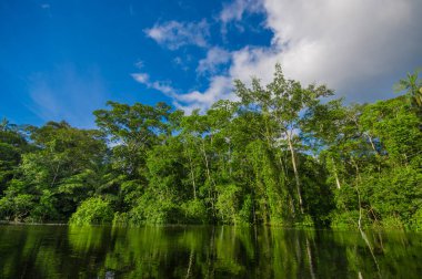 Cuyabeno Wildlife Reserve Milli Parkı'nda, Güney Amerika Ekvador amazon yağmur ormanları içinde Cuyabeno Nehri'nde yoğun bitki örtüsü