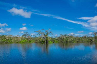 Cuyabeno Wildlife Reserve Milli Parkı'nda, Güney Amerika Ekvador amazon yağmur ormanları içinde Cuyabeno Nehri'nde yoğun bitki örtüsü