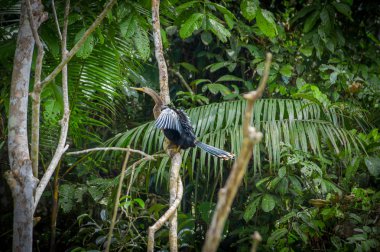 Yılanboyungiller veya snakebird sittting üzerinde amazon yağmur ormanları Ekvator Cuyabeno Milli Parkı içinde bir şube