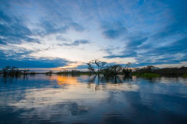 Laguna Grande, Cuyabeno Wildlife Reserve, Amazon Havzası, Ekvador, su dolu bir ormanda silhouetting günbatımı