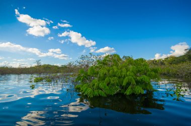 Su ağaçlar tropikal ve subtropikal gelgit alanlarda, Ekvator, Cuyabeno Wildlife Reserve Milli Parkı olarak güneşli günde bulundu