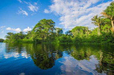 Cuyabeno Nehri, yağmur ormanları, arazi Siona yerli halkın. Motorbot, ziyaret etmek için harika bir yer, orman, birçok hayvan tarafından ırmak taşımacılığı. Cuyabeno Milli Parkı içinde Ekvator