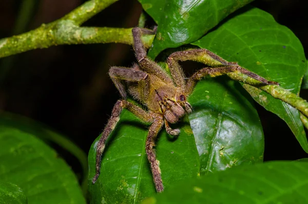 覗撮放浪 Phoneutria fera Cuyabeno 国立公園、エクアドルのアマゾンの熱帯雨林のヘリコニア リーフの上に座って — ストック写真