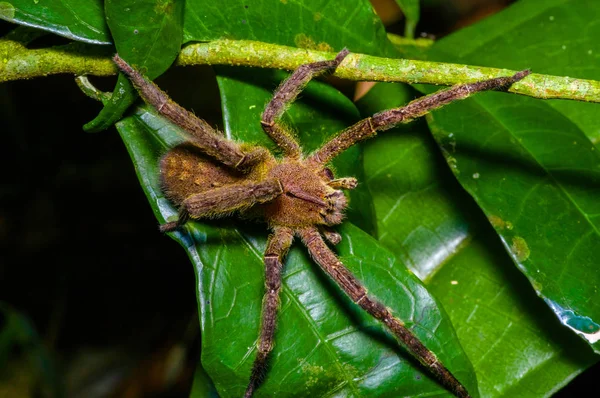 Ядовитый бродячий паук Phoneutria fera сидит на листьях геликонии в тропических лесах Амазонки в Национальном парке Куябено, Эквадор — стоковое фото