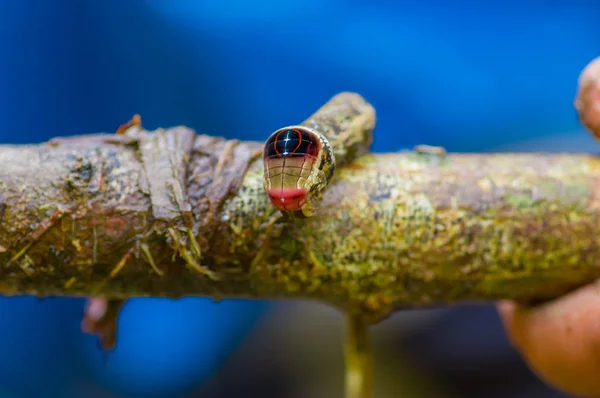 Close up of a beautifull caterpillar posing over a trunk inside of the amazon rainforest in Cuyabeno National Park in Ecuador — Stock Photo, Image