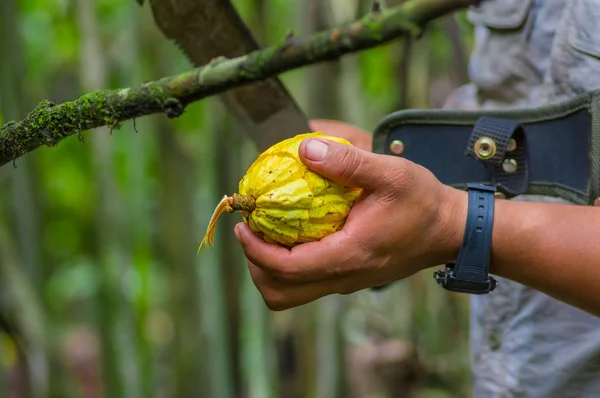 Świeże owoce kakao w rękach rolników. Owoc cacao organicznych - zdrowa żywność. Wyciąć z surowego kakao wewnątrz lasu deszczowego amazon w Cuyabeno Parku Narodowym w Ekwadorze — Zdjęcie stockowe