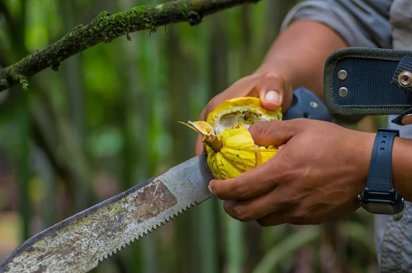 Świeże owoce kakao w rękach rolników. Owoc cacao organicznych - zdrowa żywność. Wyciąć z surowego kakao wewnątrz lasu deszczowego amazon w Cuyabeno Parku Narodowym w Ekwadorze — Zdjęcie stockowe