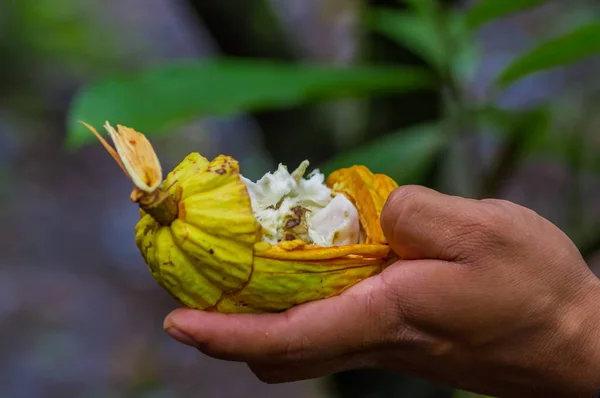 Zbliżenie świeży owoc kakao w rękach rolników. Owoc cacao organicznych - zdrowa żywność. Wyciąć z surowego kakao wewnątrz lasu deszczowego amazon w Cuyabeno Parku Narodowym w Ekwadorze — Zdjęcie stockowe