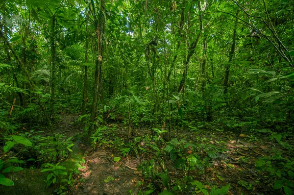 Inside of the amazonian Jungle, surrounding of dense vegetation in the Cuyabeno National Park, South America Ecuador — Stock Photo, Image