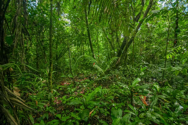 A l'intérieur de la jungle amazonienne, autour d'une végétation dense dans le parc national de Cuyabeno, en Amérique du Sud Équateur — Photo