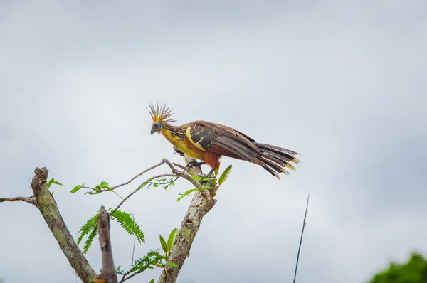 Grupo de hoatzins, episthocomus hoazin, ave endémica sentada en una rama dentro de la selva amazónica en el Parque Nacional Cuyabeno, en Ecuador — Foto de Stock