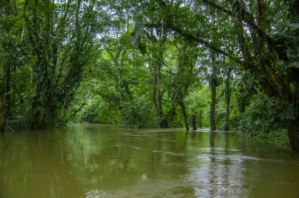 Aguas oscuras tranquilas y mágicas del Amazonas, ubicadas en la selva amazónica en el Parque Nacional Cuyabeno, en la provincia de Sucumbios en Ecuador — Foto de Stock