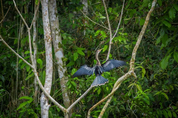 Anhinga ou serpent assis sur une branche, à l'intérieur de la forêt amazonienne dans le parc national de Cuyabeno en Équateur — Photo