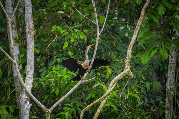 Anhinga ou serpent assis sur une branche, à l'intérieur de la forêt amazonienne dans le parc national de Cuyabeno en Équateur — Photo