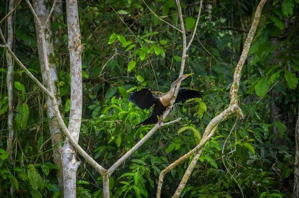 Anhinga o ave serpiente sentada sobre una rama, dentro de la selva amazónica en el Parque Nacional Cuyabeno en Ecuador — Foto de Stock