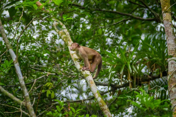 Mono capuchino salvaje sentado sobre una rama, dentro de la selva amazónica en el Parque Nacional Cuyabeno en Ecuador — Foto de Stock