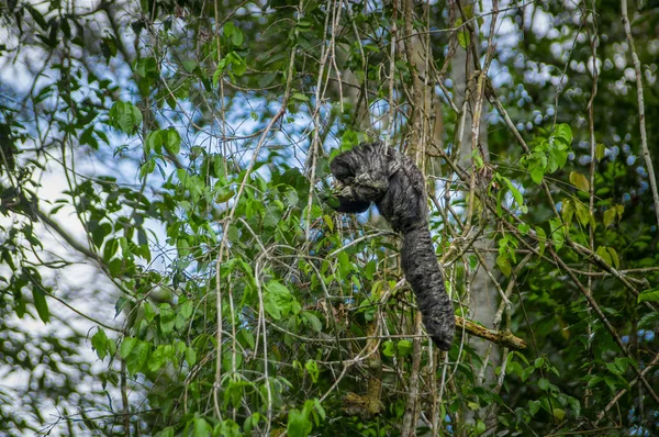 Macaco saki bonito Pithecia monachus, sentado em um ramo dentro da floresta amazônica no Parque Nacional de Cuyabeno, Equador — Fotografia de Stock