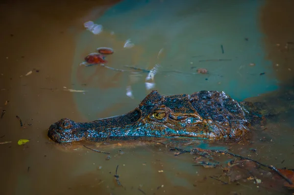 Caiman na água escura no rio Cuyabeno, Reserva de Vida Selvagem de Cuyabeno, Equador — Fotografia de Stock