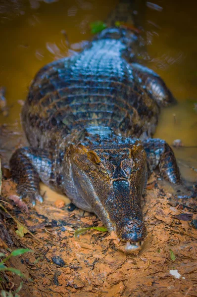 Caiman na água lamacenta na margem do rio Cuyabeno, Reserva de Vida Selvagem de Cuyabeno, Equador — Fotografia de Stock