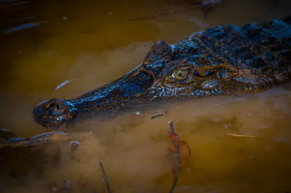 Caiman dans les eaux sombres de la rivière Cuyabeno, Réserve faunique de Cuyabeno, Équateur — Photo