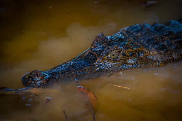 Caiman na água escura no rio Cuyabeno, Reserva de Vida Selvagem de Cuyabeno, Equador — Fotografia de Stock