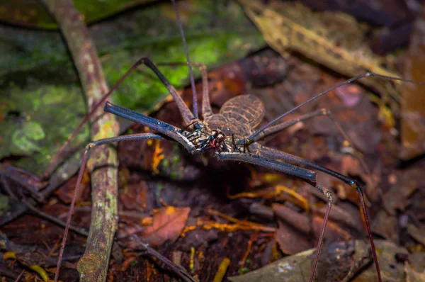 Chicote Escorpião caminhando em direção ao espectador através de folhas secas, chicote Escorpião Amblypygi dentro da floresta no Parque Nacional de Cuyabeno, no Equador — Fotografia de Stock