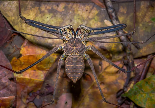 Látigo Escorpión caminando hacia el espectador a través de hojas secas, látigo Escorpión amblypygi dentro del bosque en el Parque Nacional Cuyabeno, en Ecuador —  Fotos de Stock
