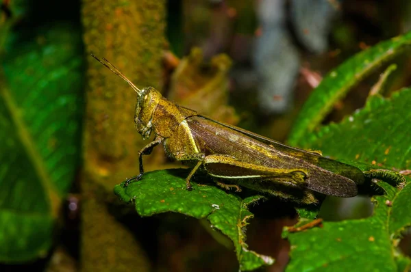 Πολύχρωμο ακρίδα αναρρίχηση πέρα από πράσινα φύλλα, στο εθνικό πάρκο Cuyabeno, στο Εκουαδόρ — Φωτογραφία Αρχείου
