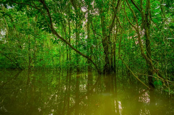 アマゾンの熱帯雨林の Cuyabeno 野生生物保護区国立公園、南米エクアドルの中の Cuyabeno 川の密な植生 — ストック写真