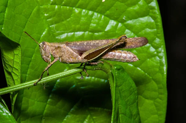 Colorful Grasshopper climbing over green leafs, in Cuyabeno National Park, in Ecuador — Stock Photo, Image