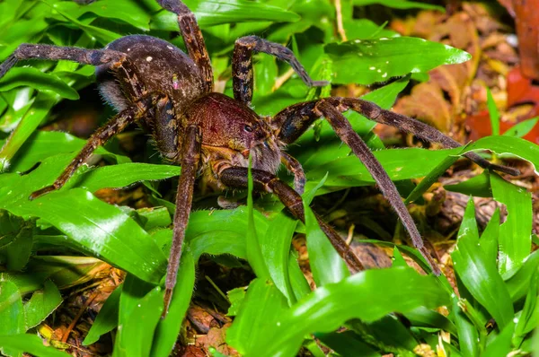 Uma grande aranha caminhando no chão dentro da floresta no Parque Nacional Cuyabeno, no Equador — Fotografia de Stock