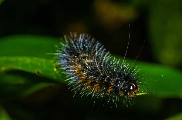 Fekete és narancssárga szőrös caterpillar át a zöld leveles insideof, a Cuyabeno Nemzeti Park, az ecuadori Amazonas-esőerdő — Stock Fotó