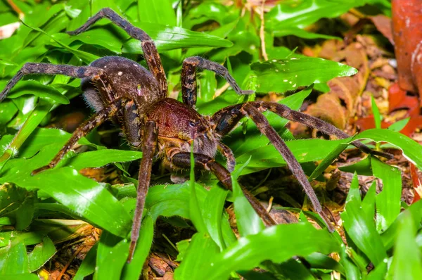 Un grande ragno cammina a terra all'interno della foresta nel Parco Nazionale di Cuyabeno, in Ecuador — Foto Stock