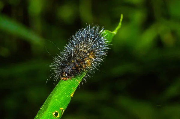 Fekete és narancssárga szőrös caterpillar át a zöld leveles insideof, a Cuyabeno Nemzeti Park, az ecuadori Amazonas-esőerdő — Stock Fotó