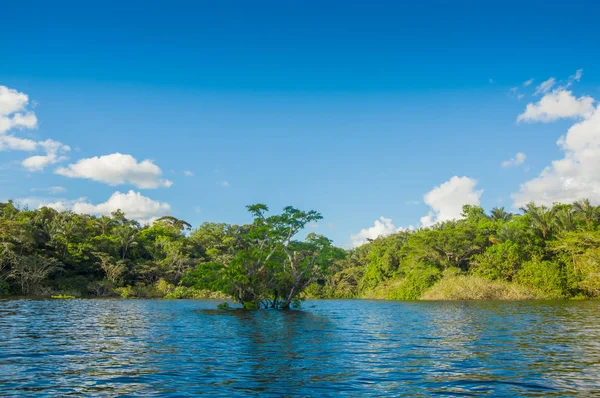Árboles acuáticos encontrados en zonas de mareas tropicales y subtropicales, Parque Nacional Reserva Natural Cuyabeno, en Ecuador, en un día soleado — Foto de Stock