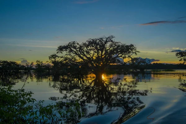 Träd silhuett mot en orange himmel i solnedgången över Laguna Grande i Cuyabeno Wildlife Reserve National Park, i Ecuador — Stockfoto