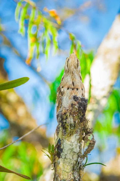 Молодой большой поту Nyctibius grandis bird, в заповеднике Cuyabeno Wildlife Reserve, бассейне Амазонки, Эквадор — стоковое фото