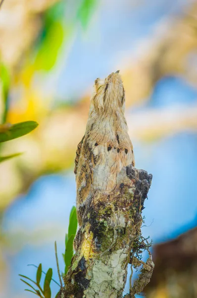 Cuyabeno 野生生物保護区、アマゾン、エクアドルでの少年 Nyctibius 素晴らしいタチヨタカ科グランディス鳥 — ストック写真