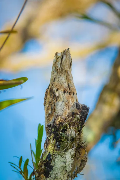 Juvenile Great Potoo of Nyctibius grandis bird, in the Cuyabeno Wildlife Reserve, Amazon Basin, Ecuador — Stock Photo, Image